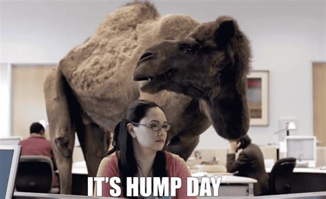 Hump Day gifs